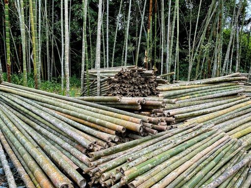 [BM004] Bamboo Pole